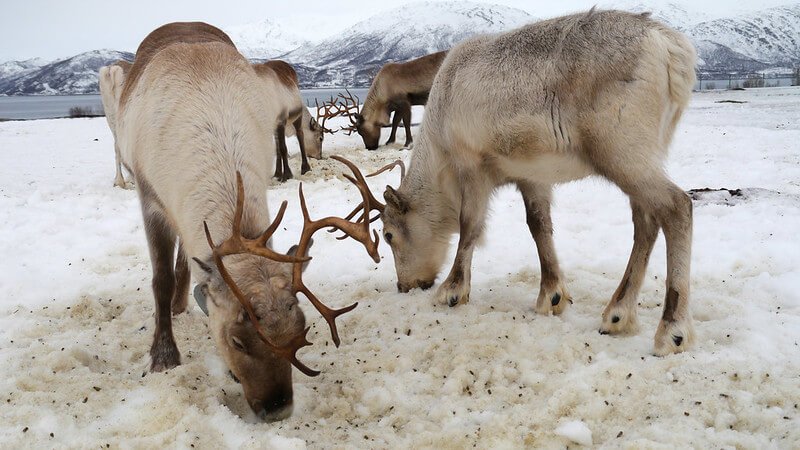 Renifery na farmie w Tromsø – kultura Samów